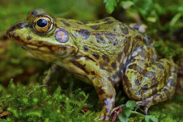 人工養殖青蛙如何安全過冬的經驗