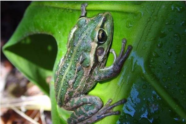 人工養殖青蛙如何安全過冬的經驗