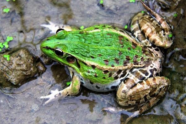 人工養殖青蛙如何安全過冬的經驗