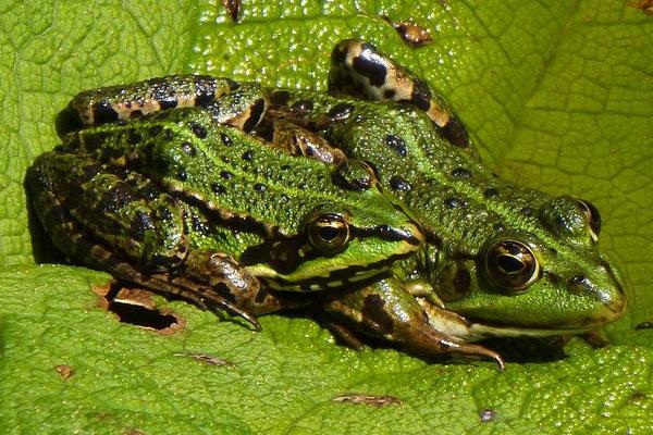 人工養殖青蛙如何安全過冬的經驗