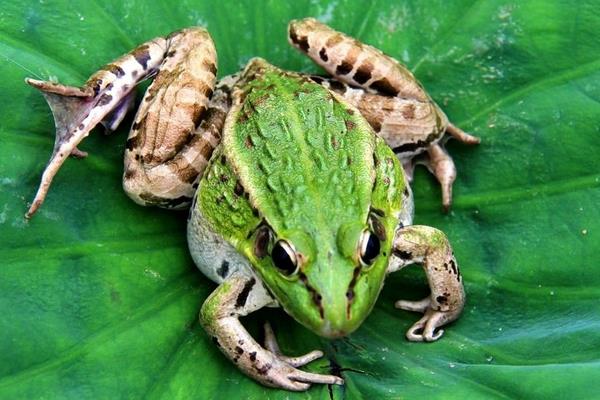 人工養殖青蛙如何安全過冬的經驗