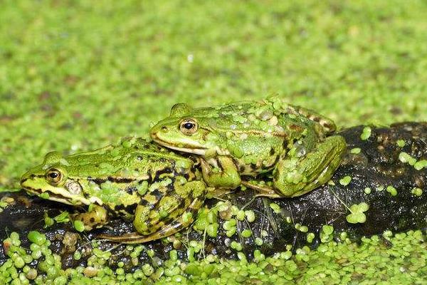 人工養殖青蛙如何安全過冬的經驗