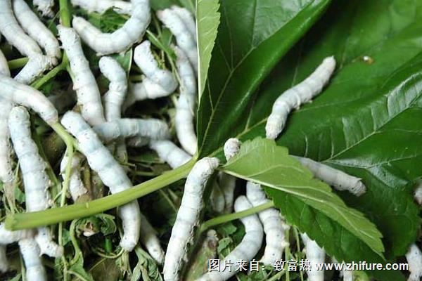 養蠶前需要準備什么