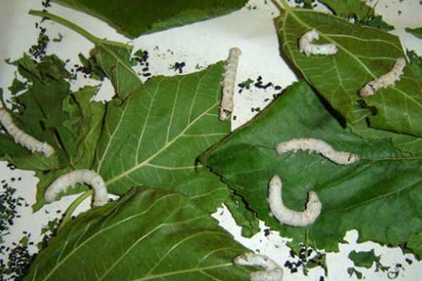 養蠶前需要準備什么