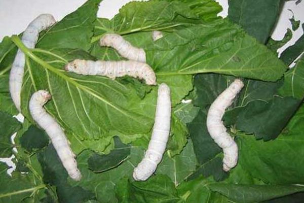 養蠶前需要準備什么