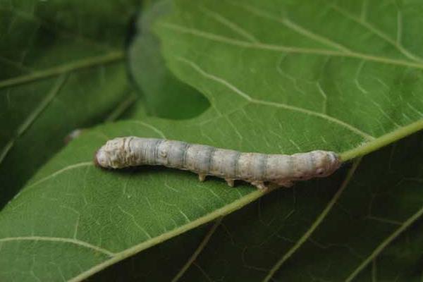 養蠶前需要準備什么