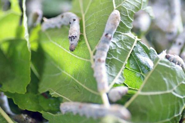 養蠶前需要準備什么