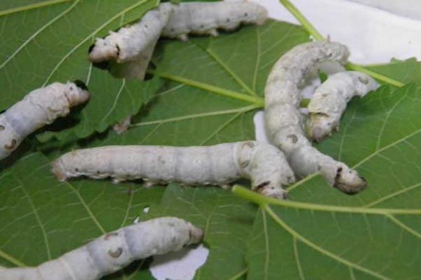 養蠶前需要準備什么