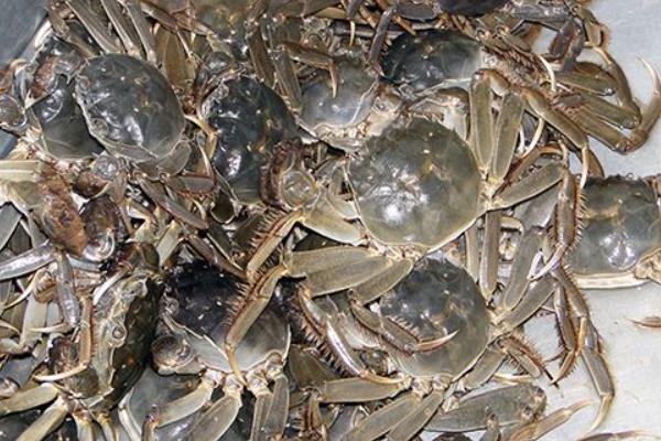 盒子養蟹技術