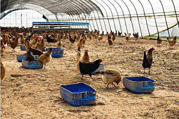 標準化養雞場建設需什么必備條件和怎么建設布局?