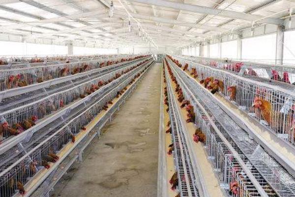 標準化養雞場建設需什么必備條件和怎么建設布局?