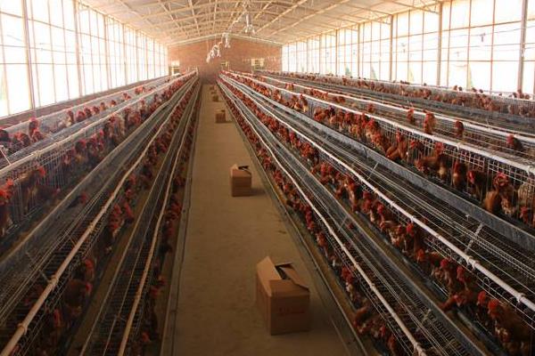 標準化養雞場建設需什么必備條件和怎么建設布局?