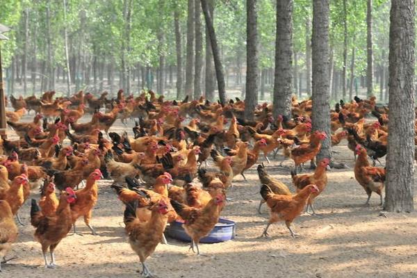 標準化養雞場建設需什么必備條件和怎么建設布局?