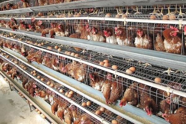 標準化養雞場建設需什么必備條件和怎么建設布局?