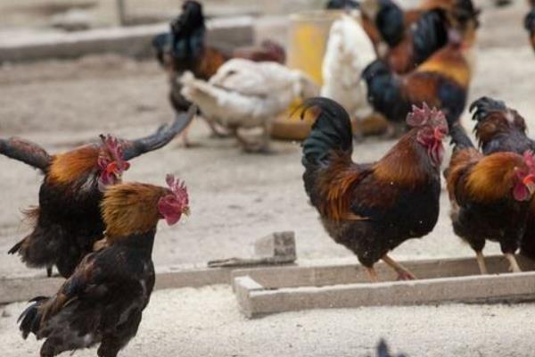 標準化養雞場建設需什么必備條件和怎么建設布局?