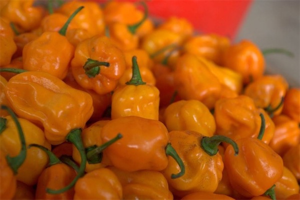 黃辣椒圖片大全