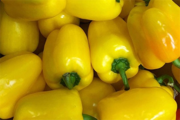 黃辣椒圖片大全