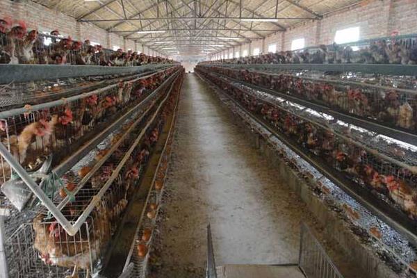 標準化養雞場建設需什么必備條件和怎么建設布局?