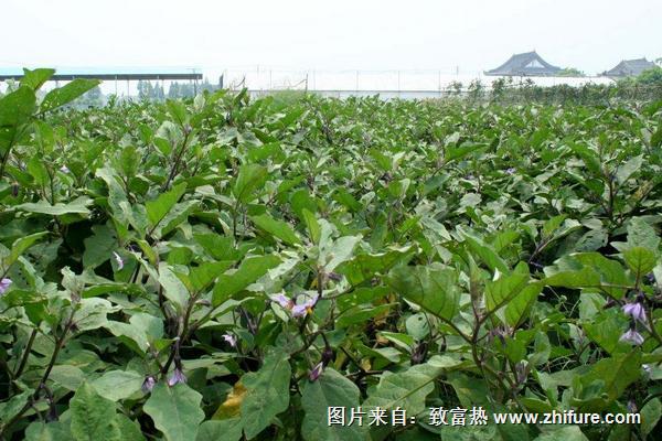 茄子的栽培技術(shù)