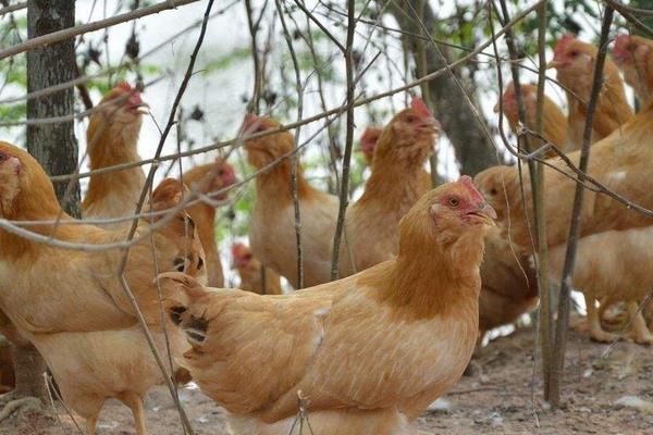 標準化養雞場建設需什么必備條件和怎么建設布局?