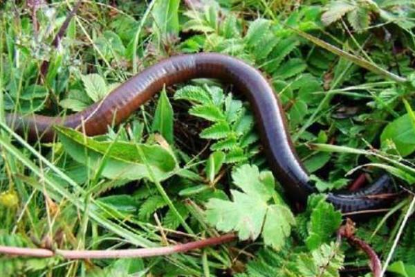 蚯蚓市場分析 養殖前景樂觀