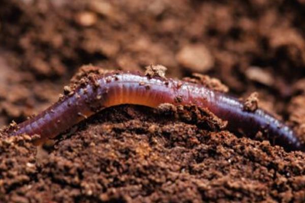 蚯蚓市場分析 養殖前景樂觀
