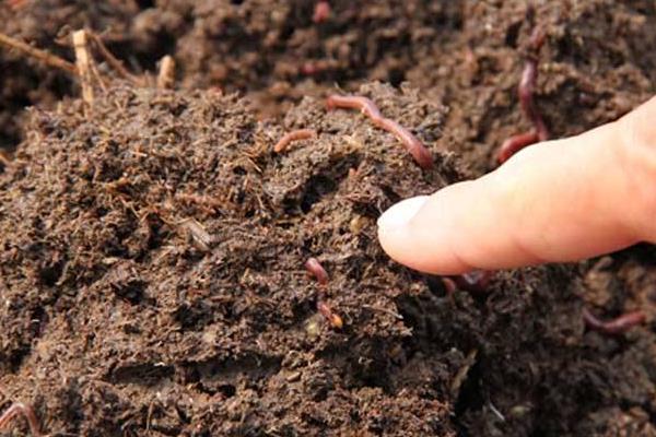 蚯蚓市場分析 養殖前景樂觀