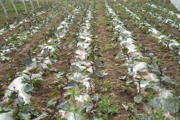 茄子科學高產種植技術