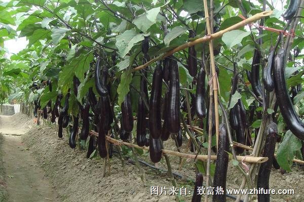 茄子科學高產種植技術