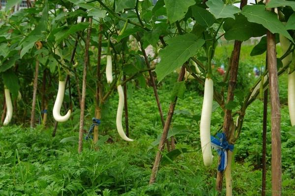 白茄子圖片大全