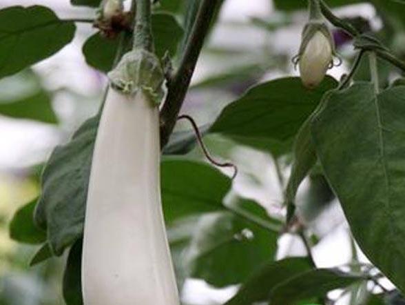 白茄子圖片大全