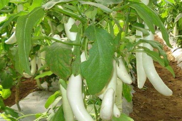 白茄子圖片大全