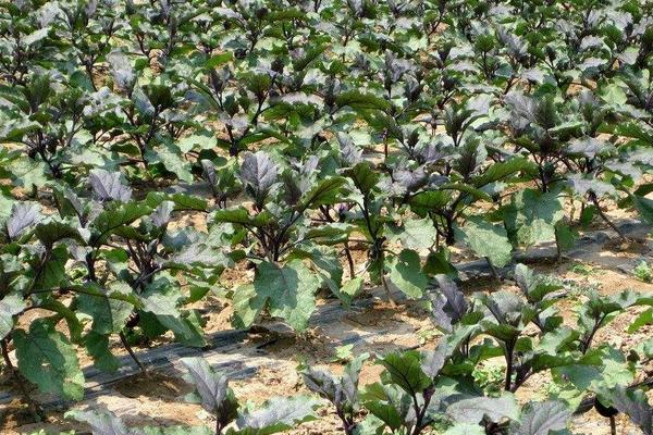 茄子科學高產種植技術