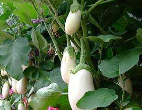 白茄子圖片大全