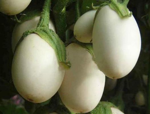 白茄子圖片大全