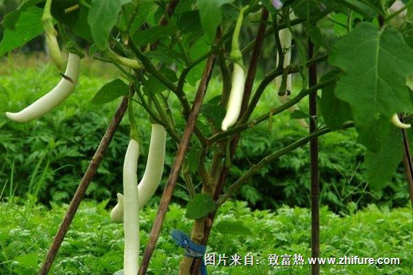 白茄子圖片大全