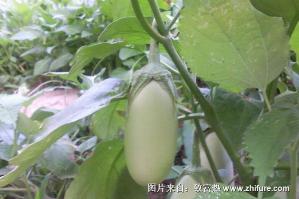 白茄子圖片大全