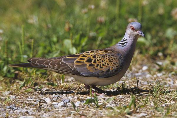 怎樣養鴿子?都有哪些注意事項?