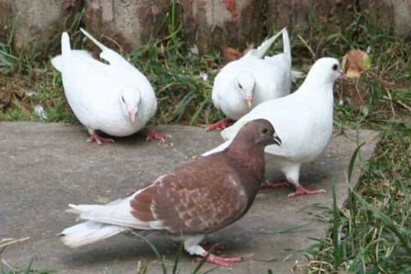 怎樣養鴿子?都有哪些注意事項?