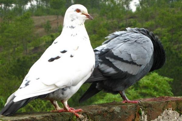 怎樣養鴿子?都有哪些注意事項?