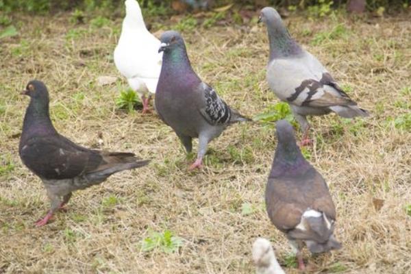 怎樣養鴿子?都有哪些注意事項?