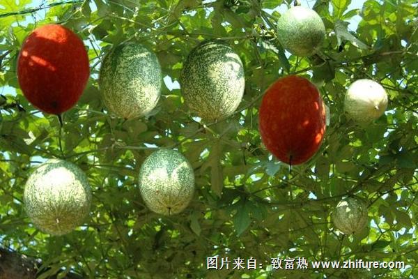 2018種瓜蔞賺錢嗎?瓜蔞種植的利潤與投資成本及前景預(yù)測