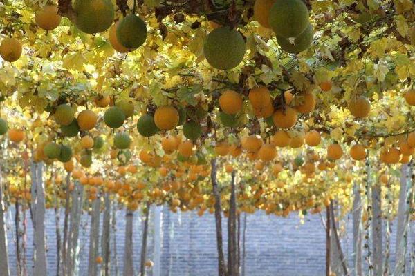 2018種瓜蔞賺錢嗎?瓜蔞種植的利潤與投資成本及前景預(yù)測