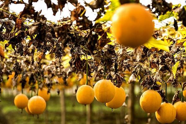 2018種瓜蔞賺錢嗎?瓜蔞種植的利潤與投資成本及前景預(yù)測