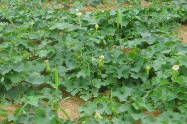 2018種瓜蔞賺錢嗎?瓜蔞種植的利潤與投資成本及前景預(yù)測