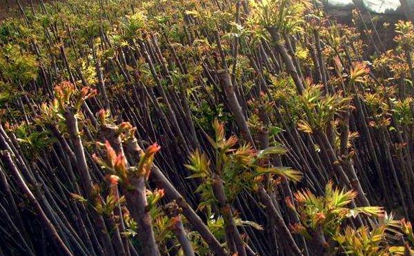 香椿種植技術視頻