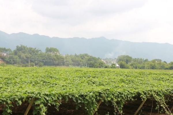 2018種瓜蔞賺錢嗎?瓜蔞種植的利潤與投資成本及前景預(yù)測