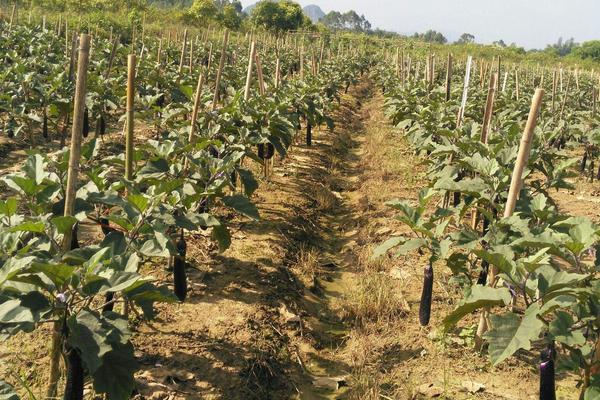 茄子科學高產種植技術