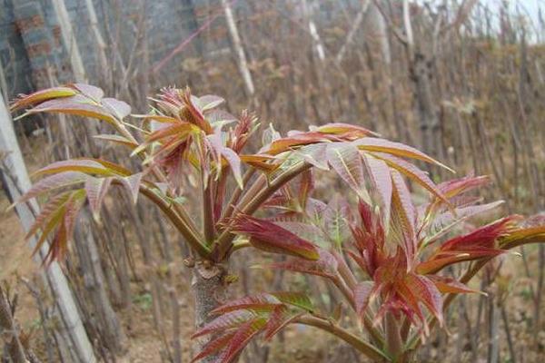 香椿種植技術視頻