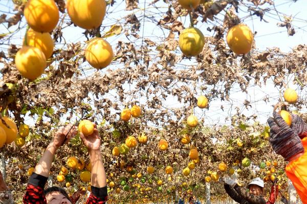 2018種瓜蔞賺錢嗎?瓜蔞種植的利潤與投資成本及前景預(yù)測